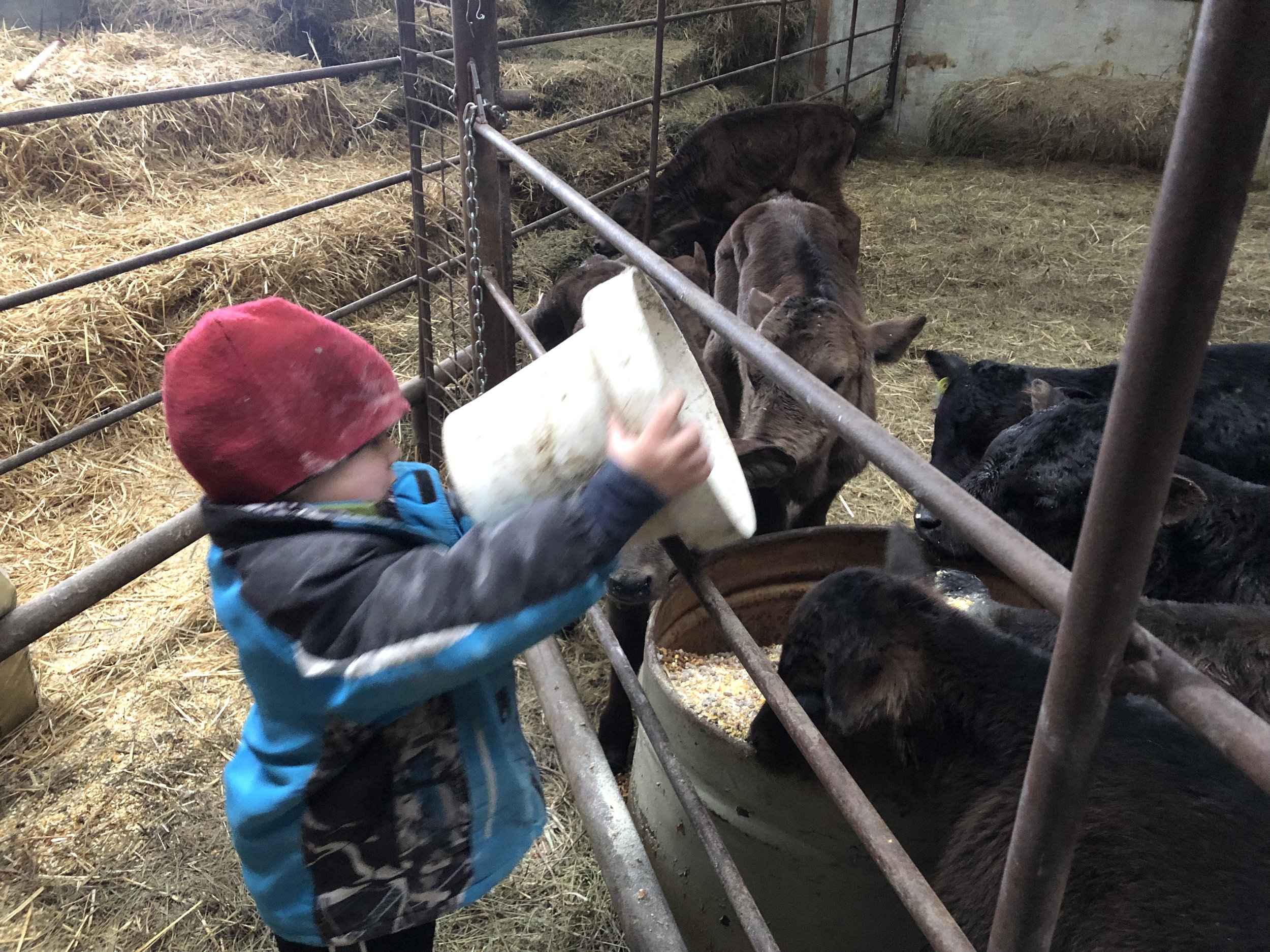 Holly+Koeppe+-+2023-04-29_18-38-29_894 Young child feeding calves in a barn, using a bucket to distribute food among the animals, surrounded by hay and farm equipment.