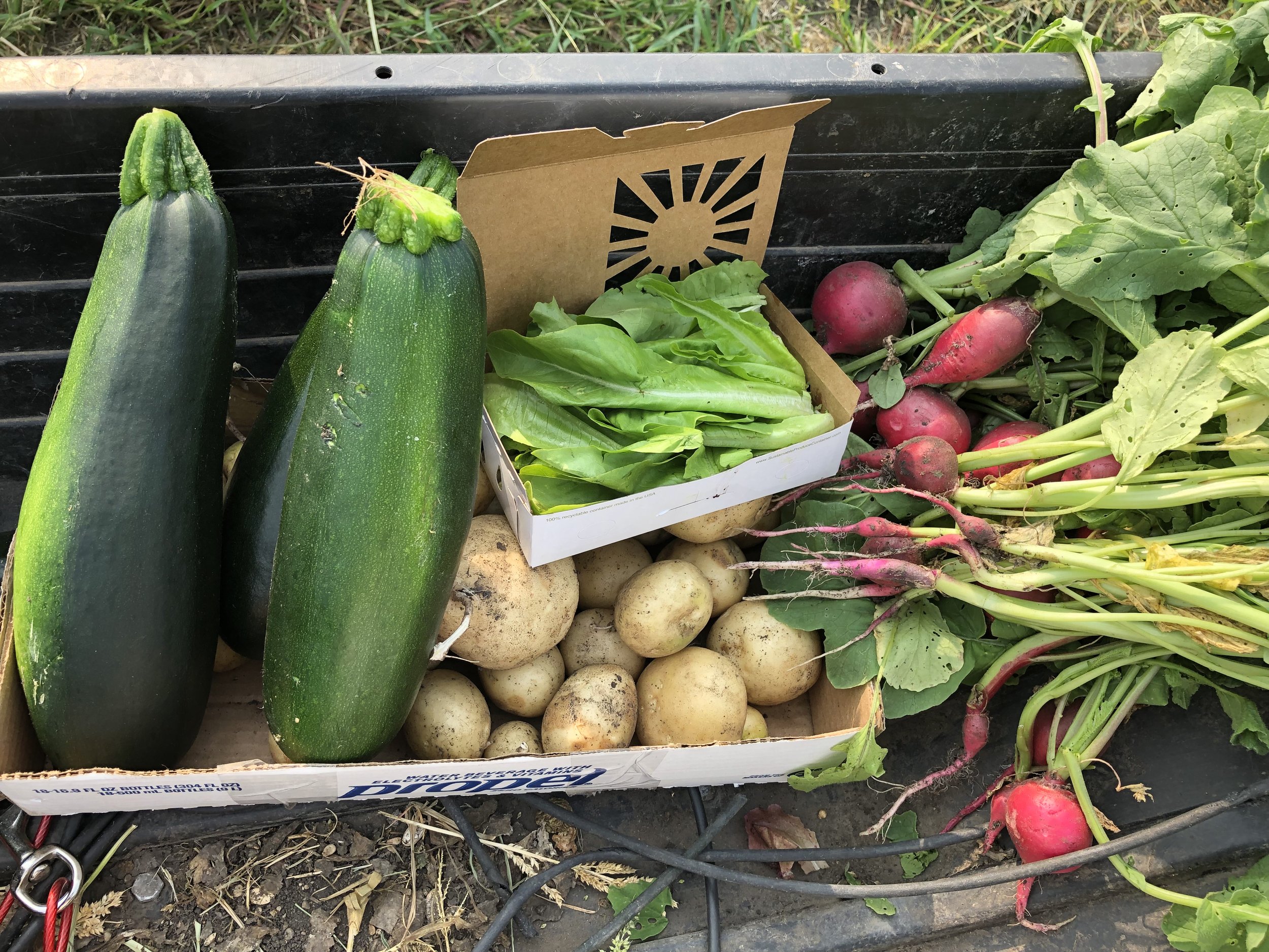 Freshly harvested vegetables including two zucchinis, a box of leafy greens, a pile of potatoes, and red radishes, arranged on a black surface with grass in the background.