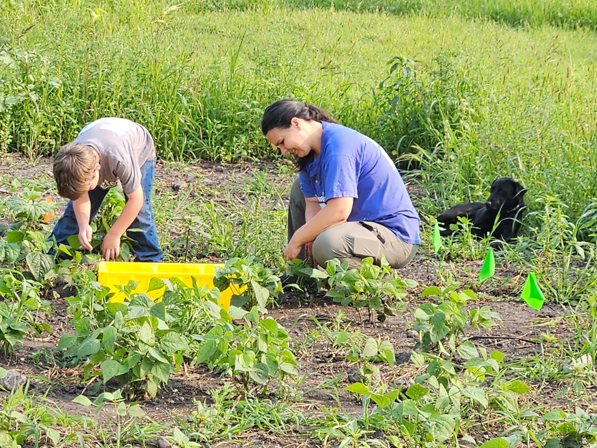 Holly+Koeppe+-+2025-08-11_16-08-27_395 A woman and a young boy are gardening together in a lush green field, tending to rows of plants. The boy is focused on picking weeds, while the woman kneels beside him, actively engaged in planting. A black dog lies nearby, adding to the family-friendly atmosphere of the outdoor gardening scene.